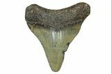 Juvenile Megalodon Tooth - South Carolina #370088-1